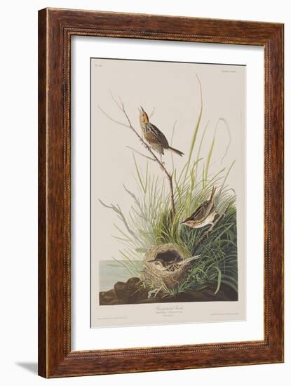 Illustration from 'Birds of America', 1827-38-John James Audubon-Framed Giclee Print