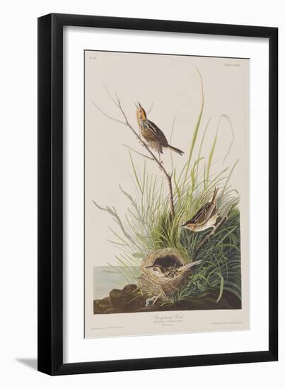 Illustration from 'Birds of America', 1827-38-John James Audubon-Framed Giclee Print