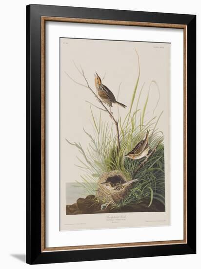 Illustration from 'Birds of America', 1827-38-John James Audubon-Framed Giclee Print