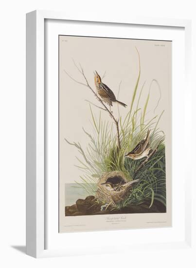 Illustration from 'Birds of America', 1827-38-John James Audubon-Framed Giclee Print