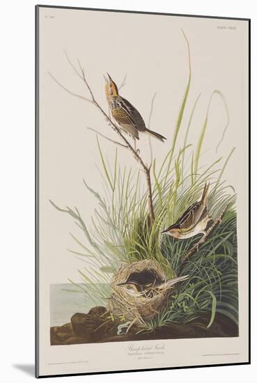 Illustration from 'Birds of America', 1827-38-John James Audubon-Mounted Giclee Print