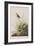 Illustration from 'Birds of America', 1827-38-John James Audubon-Framed Giclee Print