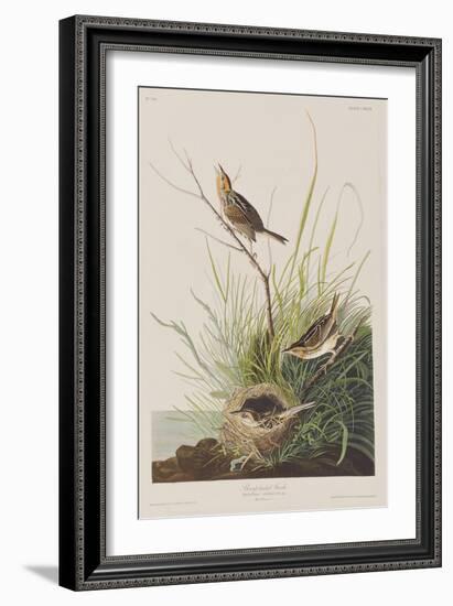 Illustration from 'Birds of America', 1827-38-John James Audubon-Framed Giclee Print