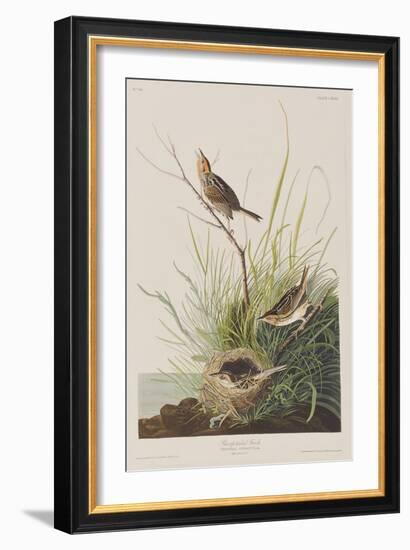 Illustration from 'Birds of America', 1827-38-John James Audubon-Framed Giclee Print