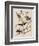 Illustration from 'Birds of America', 1827-38-John James Audubon-Framed Giclee Print