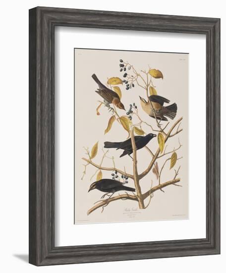 Illustration from 'Birds of America', 1827-38-John James Audubon-Framed Giclee Print