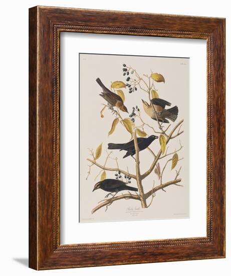 Illustration from 'Birds of America', 1827-38-John James Audubon-Framed Giclee Print