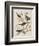 Illustration from 'Birds of America', 1827-38-John James Audubon-Framed Giclee Print