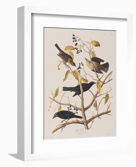 Illustration from 'Birds of America', 1827-38-John James Audubon-Framed Giclee Print