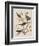 Illustration from 'Birds of America', 1827-38-John James Audubon-Framed Giclee Print