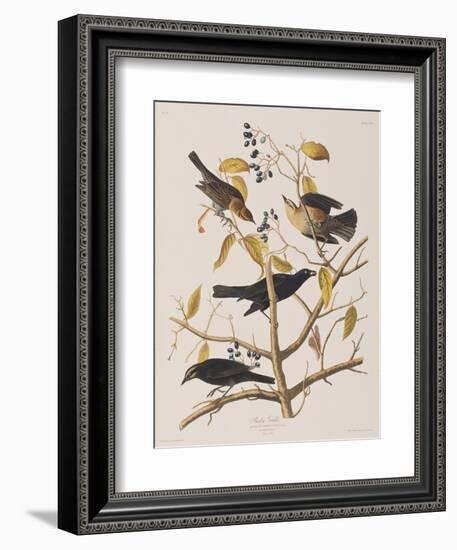 Illustration from 'Birds of America', 1827-38-John James Audubon-Framed Giclee Print