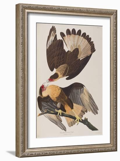 Illustration from 'Birds of America', 1827-38-John James Audubon-Framed Giclee Print