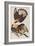 Illustration from 'Birds of America', 1827-38-John James Audubon-Framed Giclee Print