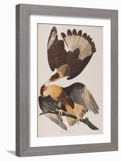 Illustration from 'Birds of America', 1827-38-John James Audubon-Framed Giclee Print