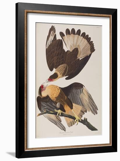 Illustration from 'Birds of America', 1827-38-John James Audubon-Framed Giclee Print