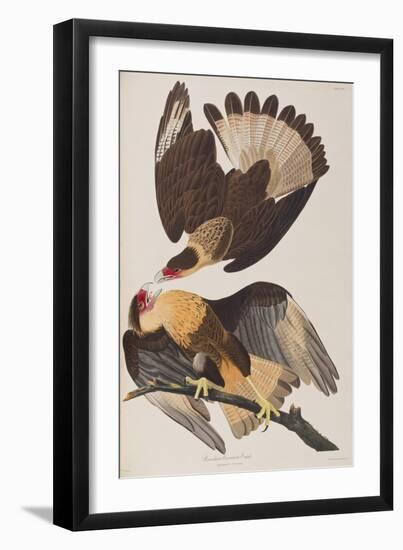 Illustration from 'Birds of America', 1827-38-John James Audubon-Framed Giclee Print