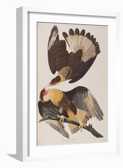 Illustration from 'Birds of America', 1827-38-John James Audubon-Framed Giclee Print