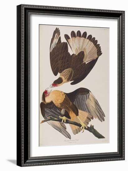 Illustration from 'Birds of America', 1827-38-John James Audubon-Framed Giclee Print