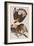 Illustration from 'Birds of America', 1827-38-John James Audubon-Framed Giclee Print