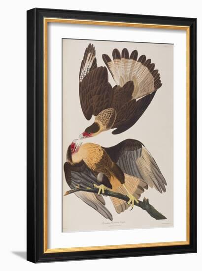 Illustration from 'Birds of America', 1827-38-John James Audubon-Framed Giclee Print