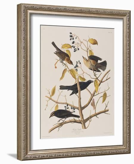 Illustration from 'Birds of America', 1827-38-John James Audubon-Framed Giclee Print