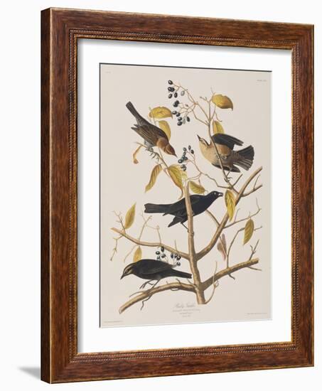 Illustration from 'Birds of America', 1827-38-John James Audubon-Framed Giclee Print