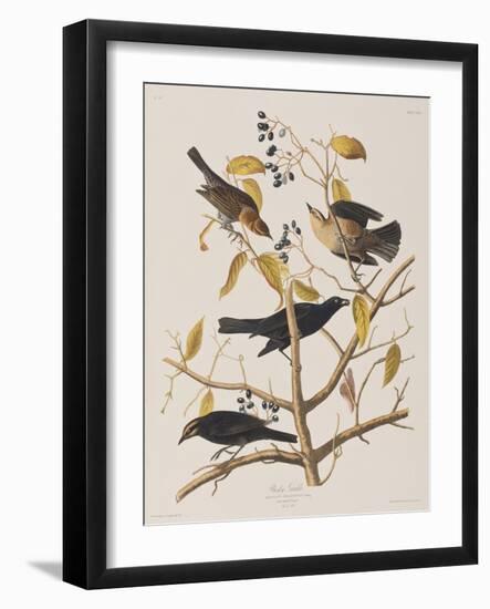 Illustration from 'Birds of America', 1827-38-John James Audubon-Framed Giclee Print