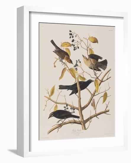 Illustration from 'Birds of America', 1827-38-John James Audubon-Framed Giclee Print