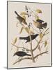 Illustration from 'Birds of America', 1827-38-John James Audubon-Mounted Giclee Print