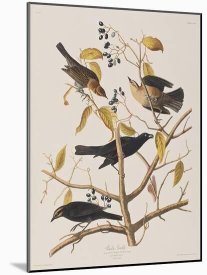 Illustration from 'Birds of America', 1827-38-John James Audubon-Mounted Giclee Print