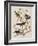 Illustration from 'Birds of America', 1827-38-John James Audubon-Framed Giclee Print