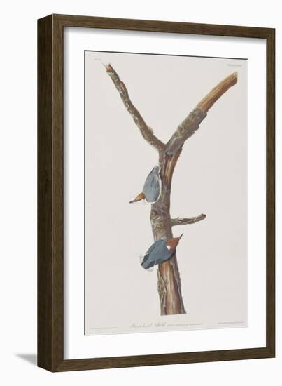 Illustration from 'Birds of America', 1827-38-John James Audubon-Framed Giclee Print