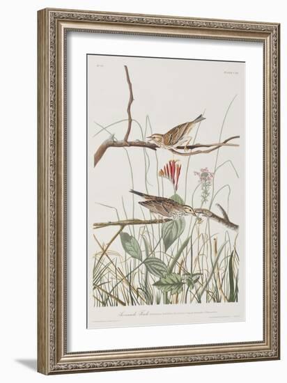 Illustration from 'Birds of America', 1827-38-John James Audubon-Framed Giclee Print