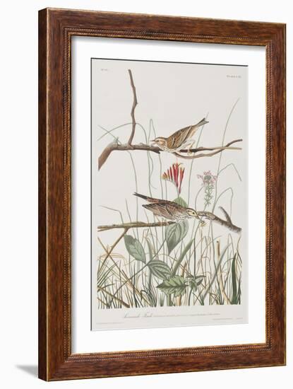 Illustration from 'Birds of America', 1827-38-John James Audubon-Framed Giclee Print