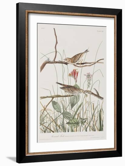 Illustration from 'Birds of America', 1827-38-John James Audubon-Framed Giclee Print