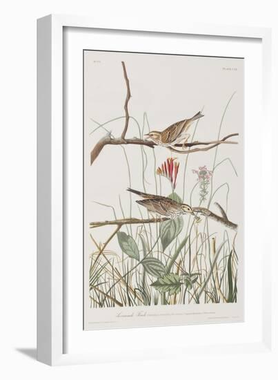 Illustration from 'Birds of America', 1827-38-John James Audubon-Framed Giclee Print