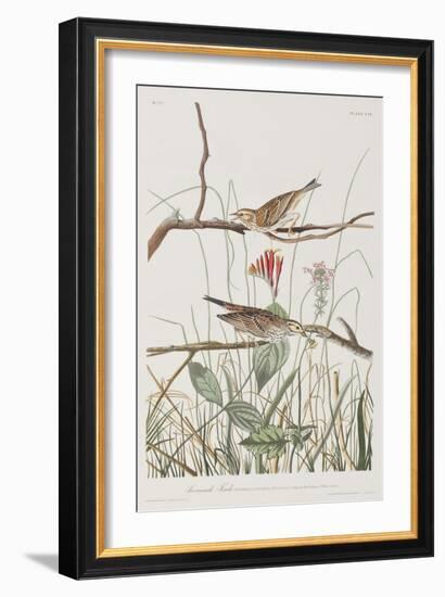 Illustration from 'Birds of America', 1827-38-John James Audubon-Framed Giclee Print