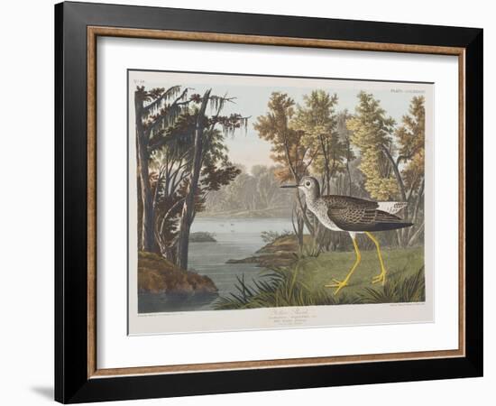 Illustration from 'Birds of America', 1827-38-John James Audubon-Framed Giclee Print