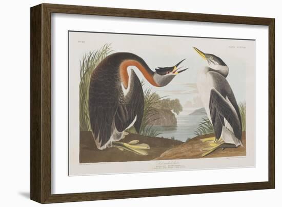 Illustration from 'Birds of America', 1827-38-John James Audubon-Framed Giclee Print