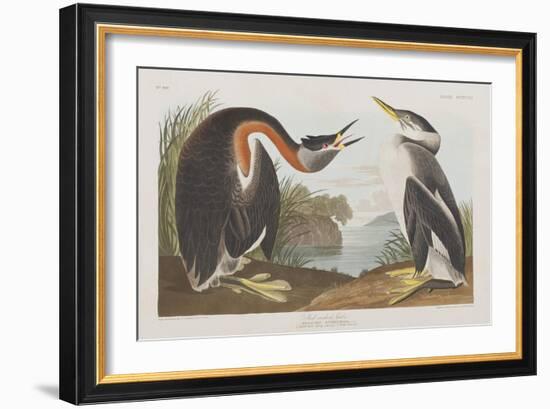 Illustration from 'Birds of America', 1827-38-John James Audubon-Framed Giclee Print