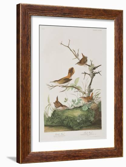 Illustration from 'Birds of America', 1827-38-John James Audubon-Framed Giclee Print