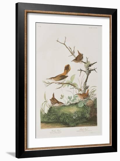 Illustration from 'Birds of America', 1827-38-John James Audubon-Framed Giclee Print