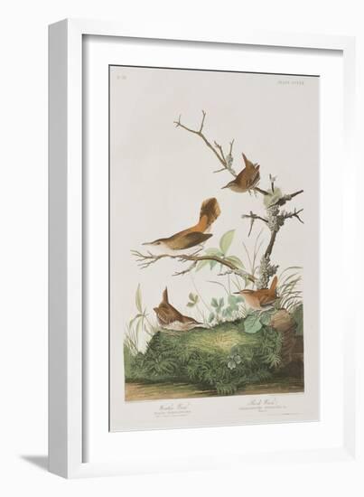 Illustration from 'Birds of America', 1827-38-John James Audubon-Framed Giclee Print