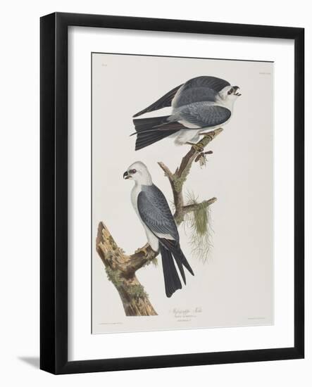 Illustration from 'Birds of America', 1827-38-John James Audubon-Framed Giclee Print