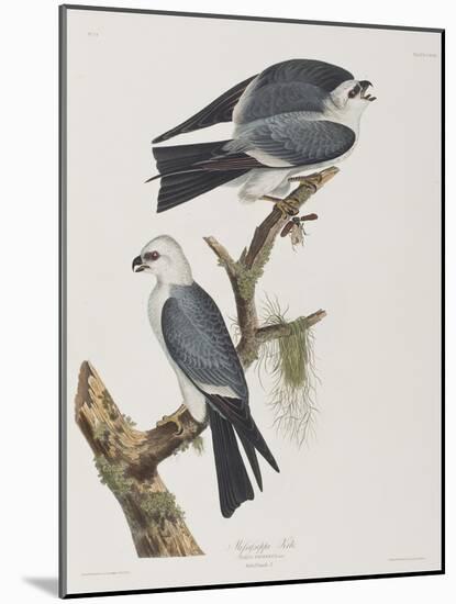 Illustration from 'Birds of America', 1827-38-John James Audubon-Mounted Giclee Print