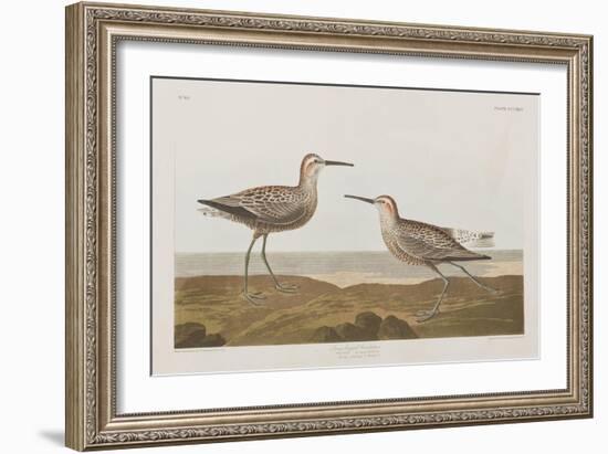 Illustration from 'Birds of America', 1827-38-John James Audubon-Framed Giclee Print