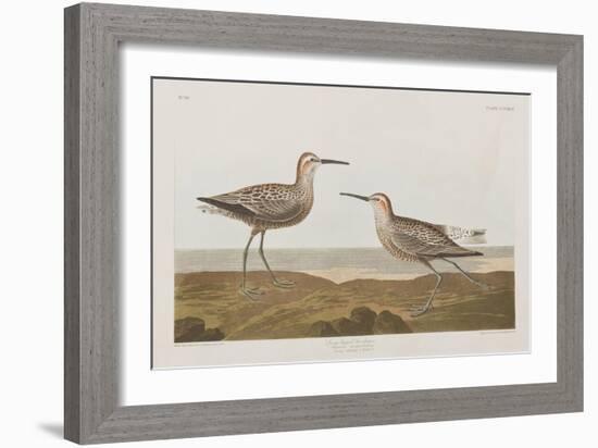 Illustration from 'Birds of America', 1827-38-John James Audubon-Framed Giclee Print