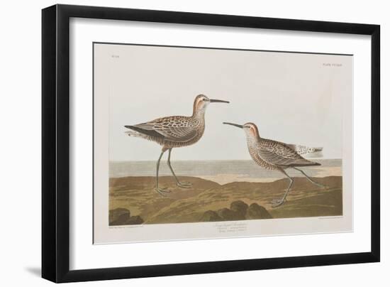 Illustration from 'Birds of America', 1827-38-John James Audubon-Framed Giclee Print