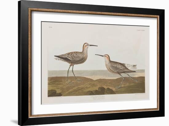 Illustration from 'Birds of America', 1827-38-John James Audubon-Framed Giclee Print