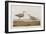 Illustration from 'Birds of America', 1827-38-John James Audubon-Framed Giclee Print